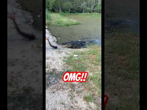 Here fishy fishy#swamppeople #alligator #giantalligator #troylandry #wildlife #swamp