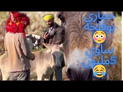 حماري بوفلجة😳ساوي 5مليون😂 ( اعادة 1 )