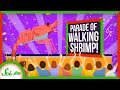 Shrimp Behavior and Conservation Insights