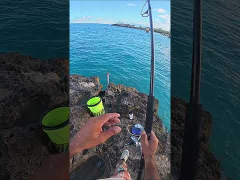 I Used the MOST ANNOYING Fish as Bait and Caught THIS!