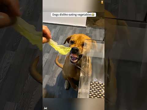 Dogs dislike eating vegetables #funny #haha #dog #animals