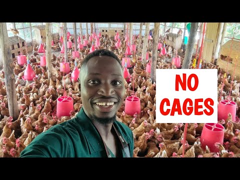 Why I Do Not Use Cages to Keep my Chickens