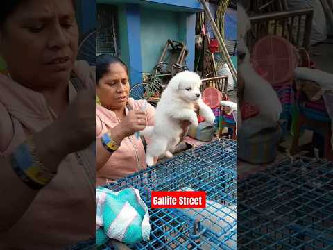 German Spitz Pat Market Kolkata /lowest price puppy dog/Gallif Street dogs