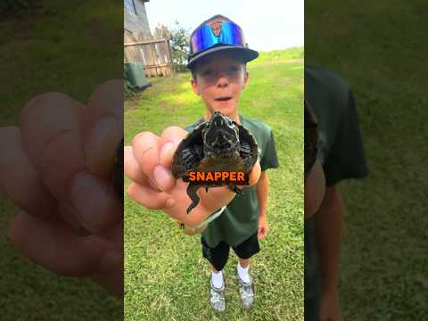 Baby Snapping Turtle Facts W/ Craw-Kid #turtle #louisiana #louisianacrawfish #crawfish