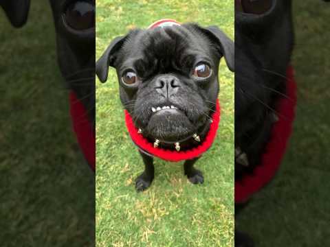 ✨I Just Have One☝️Question✨#dog 🐶 #pug #fypシ #shorts