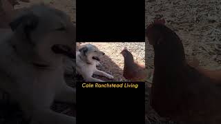 😱 Our Chickens Trust the Guardian Dog 🐔🐕 | Calm #FarmLife 👍 #viralranch