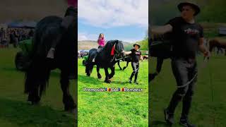 @PromovariCaiRomania #arabianhorseworld #automobile #horse #cal #equestrian #love #cai #animals