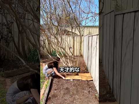 段ボールを畑に埋める驚きの理由