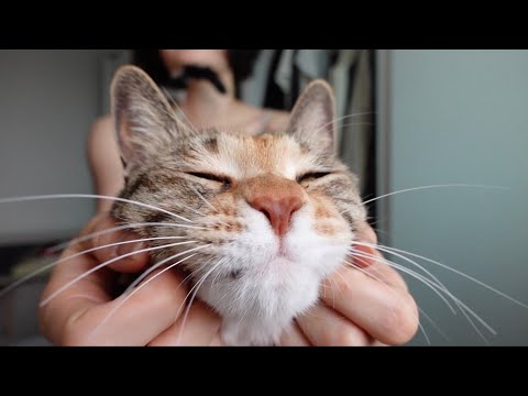 여름 맞이 옷장 정리 vlog
