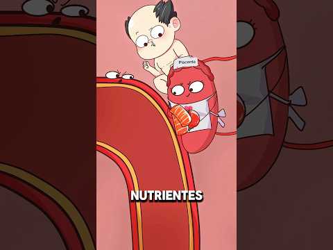 Cómo sostiene la placenta al bebé durante el embarazo 👶🩺 #animacion #2dshow #salud