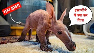 इंसानों ने ये क्या कर दिया। 100 सालों में धरती से विलुप्त हो गए ये 10 जानवर। 10 Extinct Animals.
