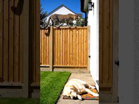 A leopard attacked a dog sleeping in the yard but was thwarted by a cat. ๐๐๐ #shorts