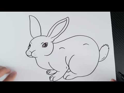 How to draw a simple rabbit easy step by step | Bunny Rabbit Drawing