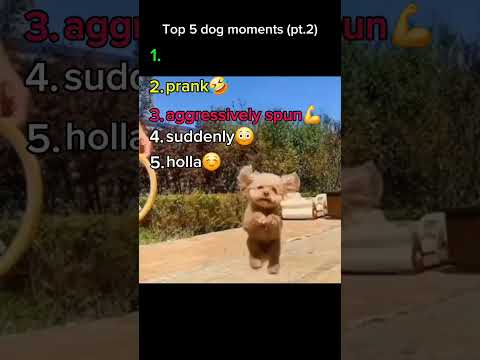 top 5 dogs #funnyvideo #funny #top5