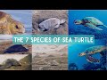 Sea Turtle Species and Characteristics