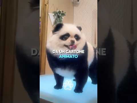 Le 3 Razze di Cani Perfette per i Bambini ๐ถ๐ถ๐