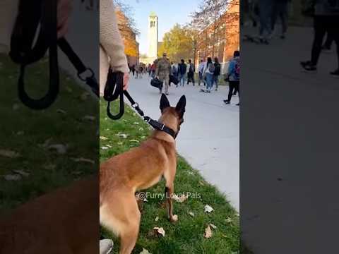 🥰 Heartwarming Soldier Homecoming: Dog Spots Dad in University Crowd!#dog