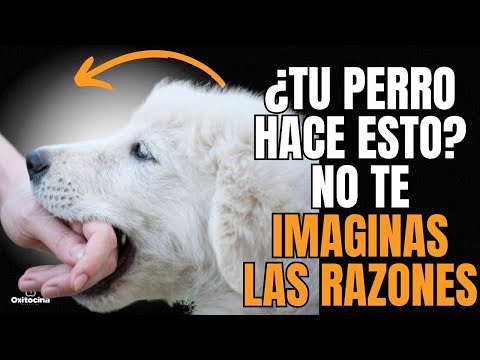 ¿TU PERRO MUERDE TU MANO PORQUE TE AMA O PORQUE NO TE QUIERE? DESCUBRE LAS RAZONES 🐶🟥