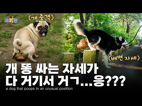 강아지가 사람처럼 똥을?…허스키 산책 중 벌어진 일 A puppy poops like a human?What happened during a husky walk
