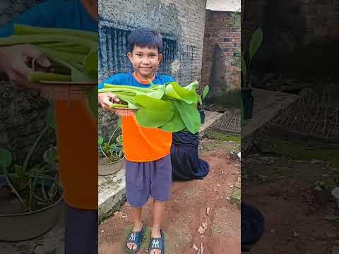 berkebun di belakang rumah