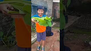 berkebun di belakang rumah