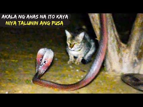Akala ng Ahas na ito Kaya NIya Ang Pusa / Ahas na Kinalaban Ang Maling Kalaban Part 2