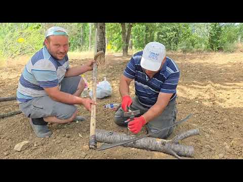 GENÇ  NESİL BUNU BİLMEZ TIRPAN İLE EKİN BİÇME TIRPAN NASIL KESKİNLEŞTİRİLİR