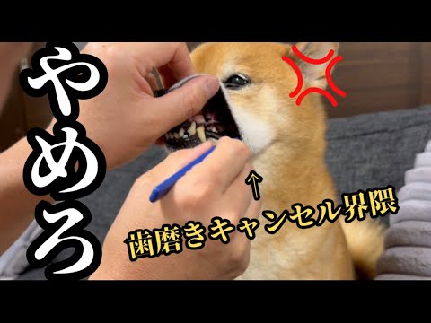 歯磨きキャンセル柴犬VS 歯磨き怪人