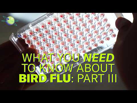 How to Fight Bird Flu If It Becomes the Next Human Pandemic (Part 3)