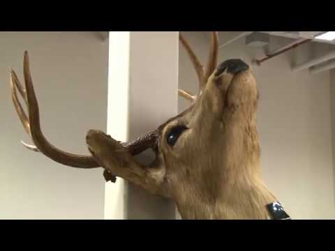 Otterbein University Visiting Art Lecturer Uses Deer Head as a Pinhole Camera