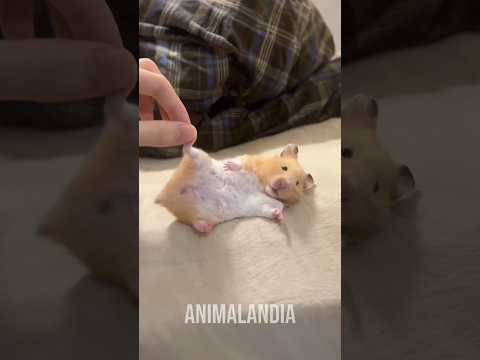 Até os mais fofos precisam de uma válvula de escape #animais #bichos #curioso