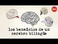 Comprensión del Bilingüismo y su Impacto en el Cerebro