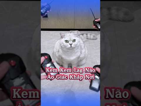 🧠😹 Mèo Kem Lag Não Bị Ảo Giác Đeo Bám #MèoÚỚ #ChóMèo #ThúCưngLầyLội #ChóMèoDrama