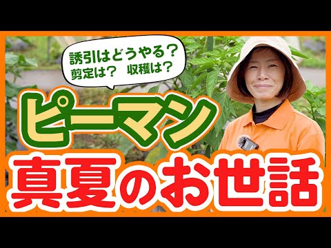 ピーマン栽培は夏が勝負！失敗しない管理のポイントを徹底解説！【農園ライフ】