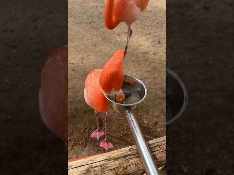 Snack time with Cher the flamingo! π¦©π #animals #birds #shorts