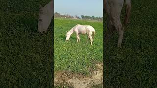 white male horse baby #foryou #viral #horse #pakistan #millionviews #youtube @shehrmaindihat