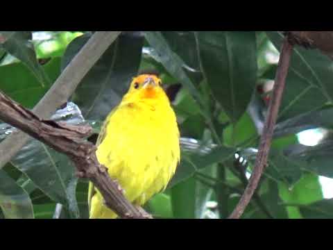 Canário da terra Amarelo cantando muito molhadinho gravado 27/11 /2024   356