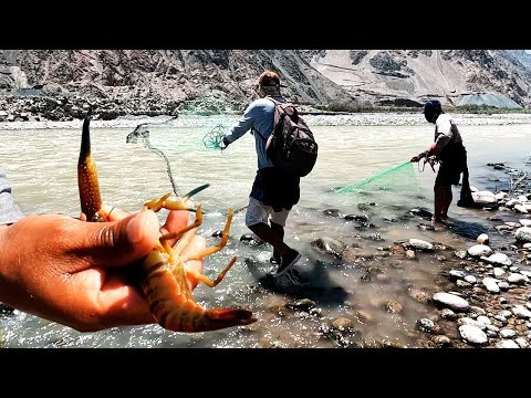 Tres pescadores expertos lanzan sus redes y sacan camarones gigantes en un río salvaje