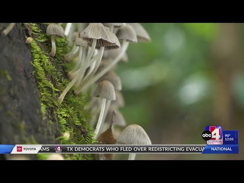 YouTube video thumbnail: Federal Judge Sides With Utah Faith Group Over Use of 'Magic Mushrooms'