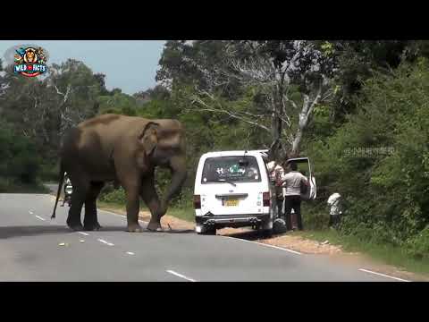 "Elefante faminto ataca carros em busca de comida na Índia: Caos nas estradas!" #animal #india