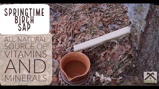 Collecting birch sap  │ Kasemahla kogumine