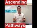 Sensory Pathways and Their Functions