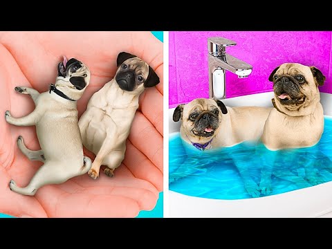 Testing Pets Hacks 🐾 Viral Gadgets And Crafts for Cats and Dogs Lovers