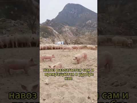 Have you ever seen this kind of pig farming?