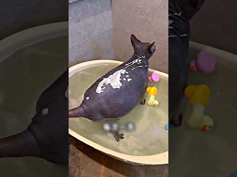 That's why you shouldn't keep a hairless cat. #shorts