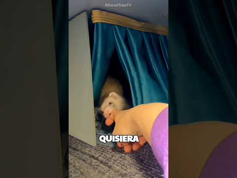 Este hurón quería mostrarle algo muy importante a su dueño 🥹