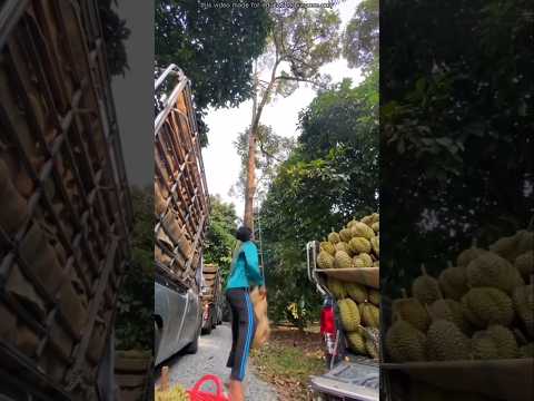 Durian ফসল হারানো এত কঠিন কেন😱#shorts#ytshorts