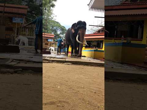 අජිත් මාමා කියන ඕනැම දෙයක් කරන කතරගම වාසනා|Katharagama wasana#elephant #tusker #viralvideo #shots