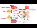 Exploring the Peripheral Nervous System and Sensory Organs