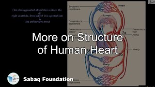 More on Structure of Human Heart